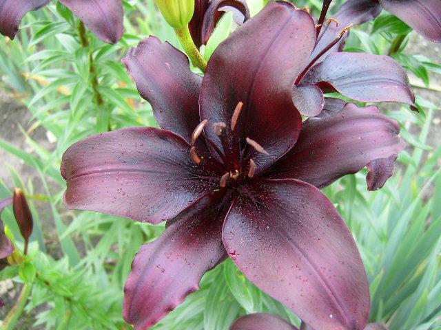 Photo of Lily (Lilium 'Dimension') uploaded by Caruso