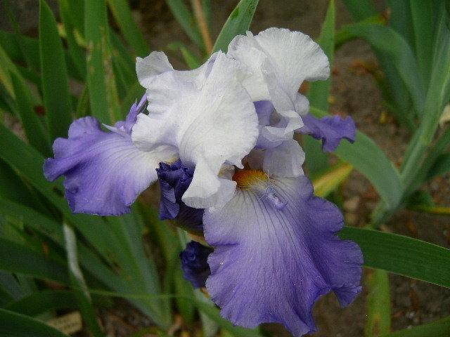 Photo of Tall Bearded Iris (Iris 'Dauber's Surprise') uploaded by Caruso