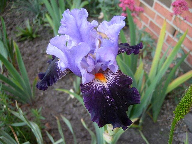 Photo of Tall Bearded Iris (Iris 'Cabaret Royale') uploaded by Caruso
