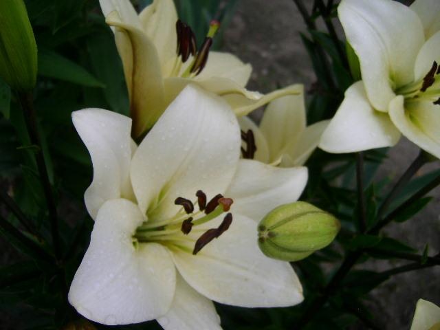 Photo of Lily (Lilium 'Courier') uploaded by Caruso