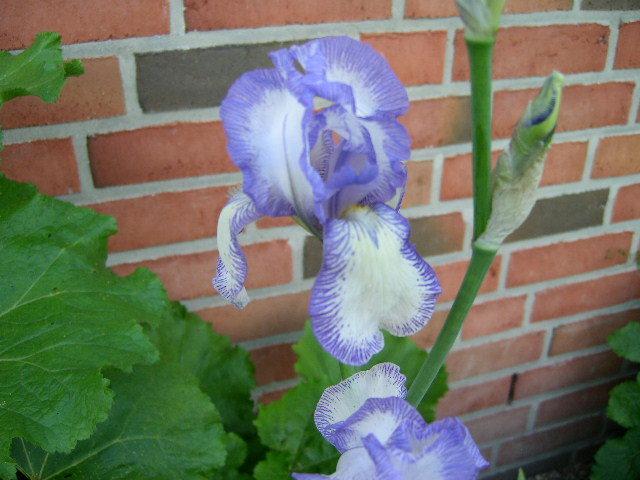 Photo of Tall Bearded Iris (Iris 'Mme. Chereau') uploaded by Caruso