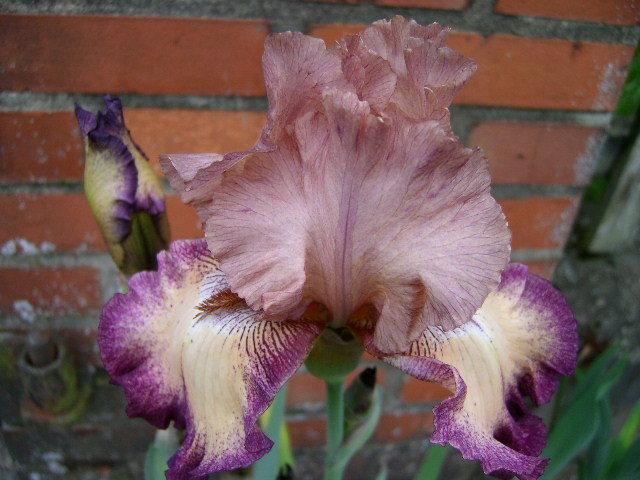 Photo of Tall Bearded Iris (Iris 'Birthday Surprise') uploaded by Caruso
