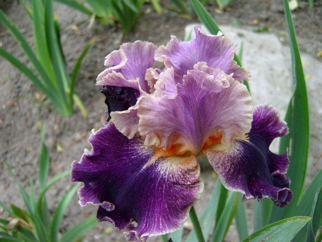 Photo of Tall Bearded Iris (Iris 'Entangled') uploaded by Caruso