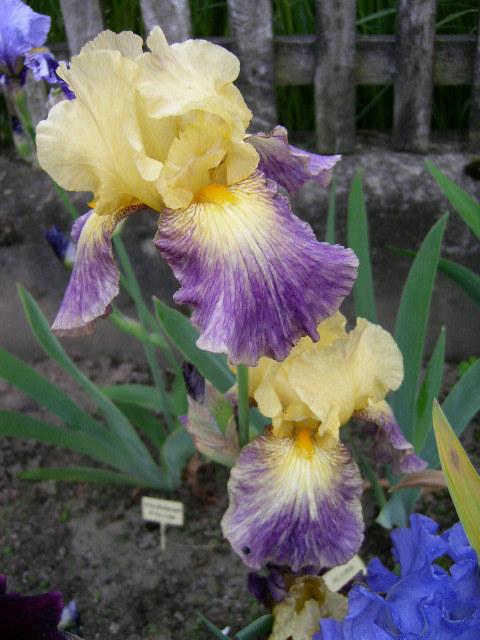 Photo of Tall Bearded Iris (Iris 'Glitz 'n Glitter') uploaded by Caruso