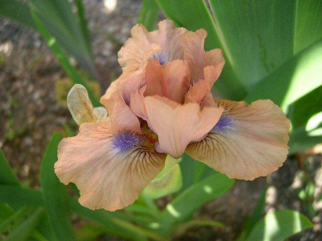 Photo of Standard Dwarf Bearded Iris (Iris 'Chanted') uploaded by Caruso