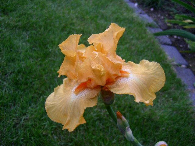 Photo of Tall Bearded Iris (Iris 'Fresno Calypso') uploaded by Caruso