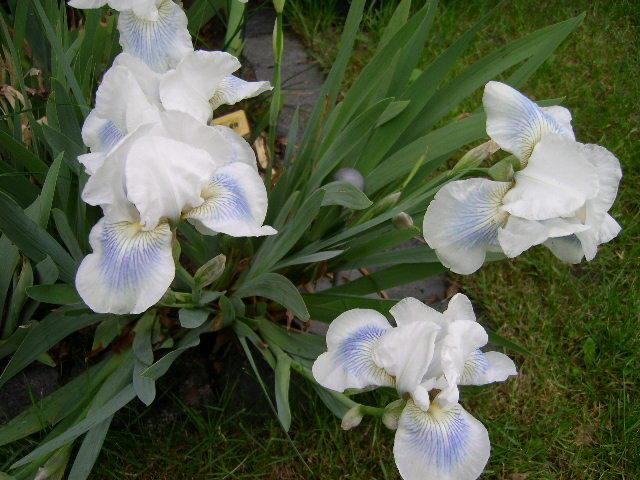 Photo of Intermediate Bearded Iris (Iris 'Cutie') uploaded by Caruso