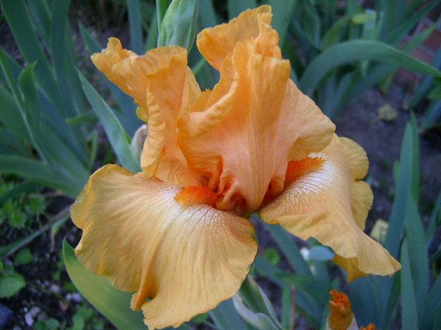 Photo of Tall Bearded Iris (Iris 'Fresno Calypso') uploaded by Caruso