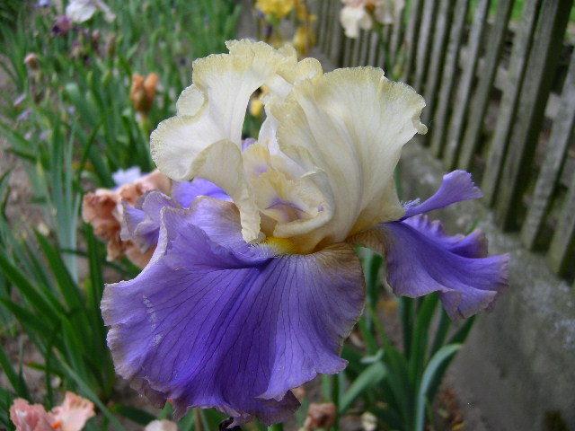 Photo of Tall Bearded Iris (Iris 'Lorna's Banana Creamsicle') uploaded by Caruso