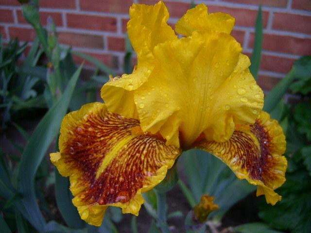 Photo of Tall Bearded Iris (Iris 'Dazzling Gold') uploaded by Caruso