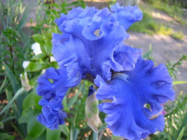 Photo of Tall Bearded Iris (Iris 'Sea Power') uploaded by Caruso