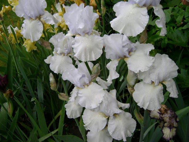 Photo of Tall Bearded Iris (Iris 'Cup Race') uploaded by Caruso