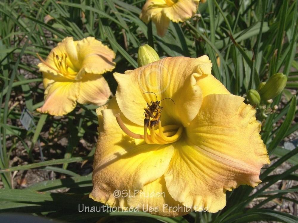 Photo of Daylily (Hemerocallis 'Frequent Comment') uploaded by DaylilySLP