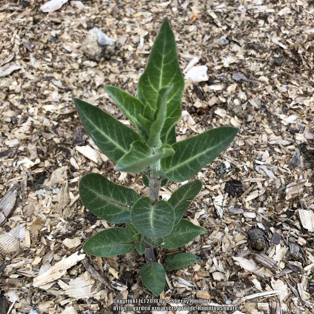 Photo of Cape Milkweed (Gomphocarpus cancellatus) uploaded by HamiltonSquare