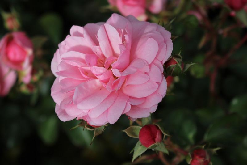 Photo of Shrub Rose (Rosa 'Bonica') uploaded by RuuddeBlock