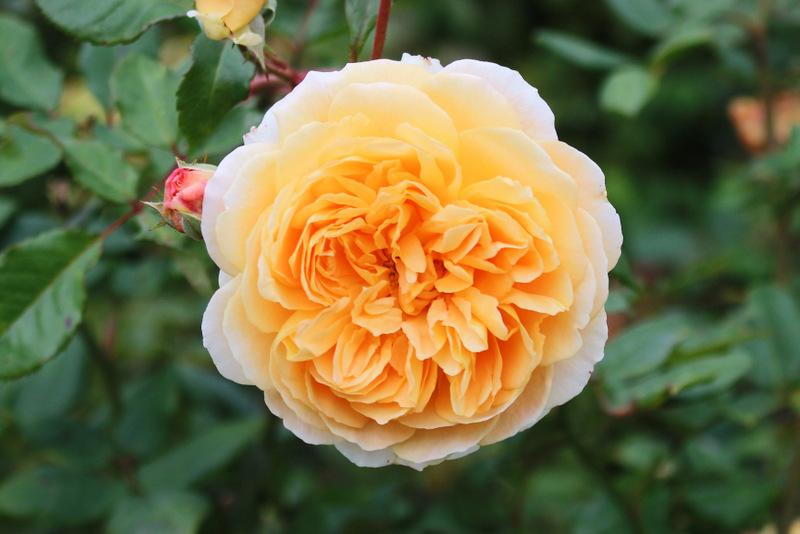 Photo of English Shrub Rose (Rosa 'Crown Princess Margareta') uploaded by RuuddeBlock