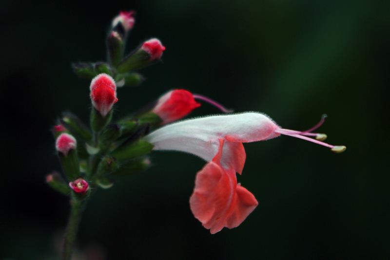 Photo of Hummingbird Sage (Salvia coccinea 'Coral Nymph') uploaded by RuuddeBlock