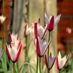 Location: Botanical Gardens of the State of Georgia...Athens, Ga
Date: 2018-03-23
Lady Tulip 004