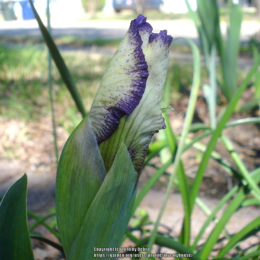 Photo of Intermediate Bearded Iris (Iris 'Sangone') uploaded by lovemyhouse