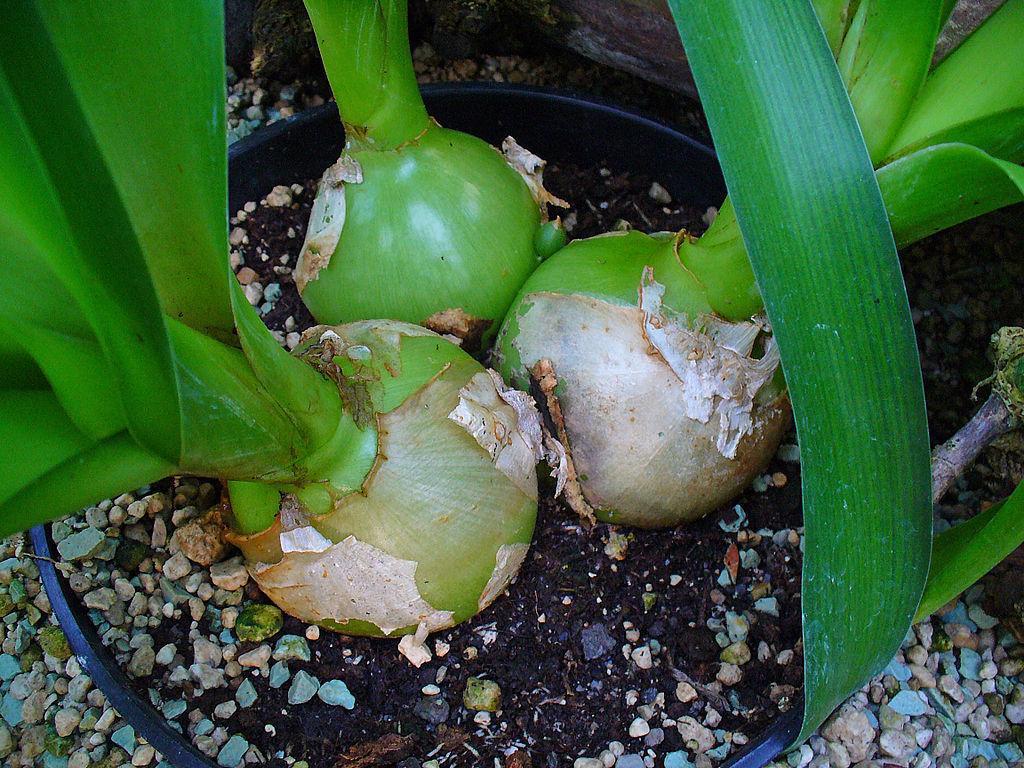 Photo of Pregnant Onion (Albuca bracteata) uploaded by robertduval14