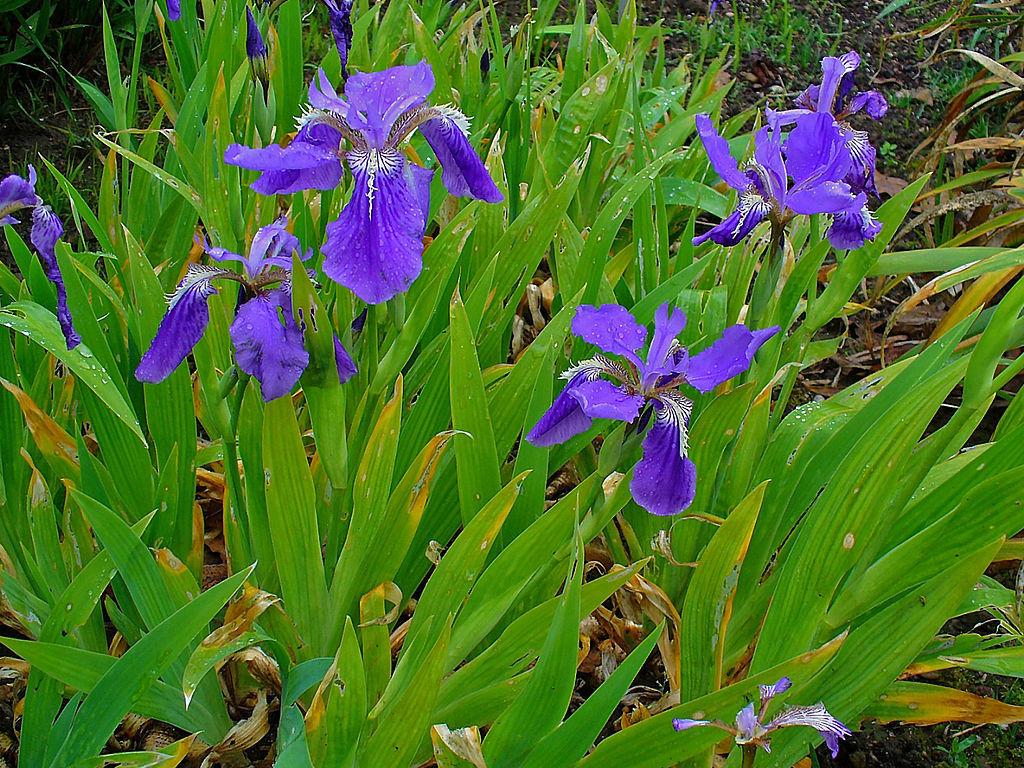 Photo of Species Iris (Iris tectorum) uploaded by robertduval14
