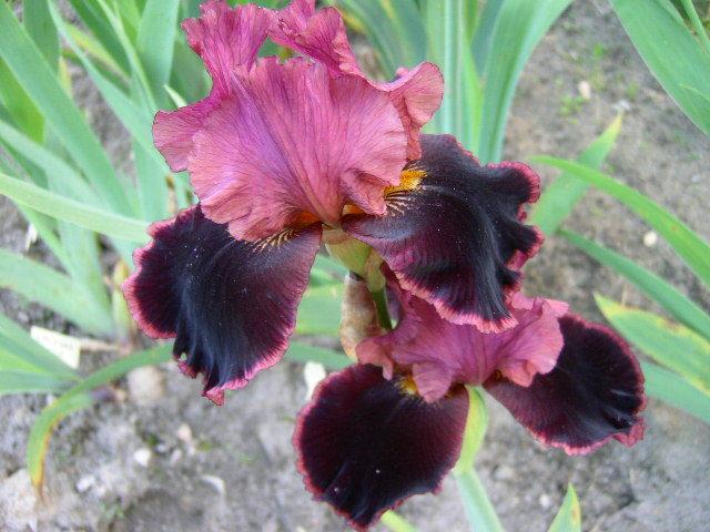 Photo of Tall Bearded Iris (Iris 'Strozzapreti') uploaded by Caruso