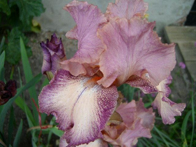 Photo of Tall Bearded Iris (Iris 'Rancho Rose') uploaded by Caruso