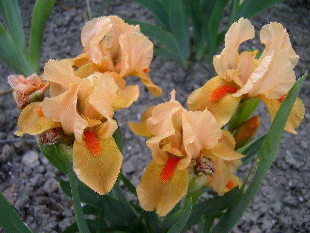 Photo of Standard Dwarf Bearded Iris (Iris 'Orange Tiger') uploaded by Caruso