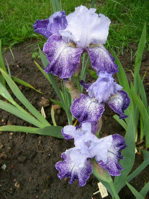 Photo of Tall Bearded Iris (Iris 'Splashacata') uploaded by Caruso