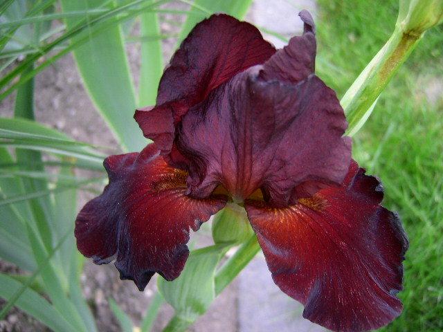 Photo of Tall Bearded Iris (Iris 'Spartan') uploaded by Caruso
