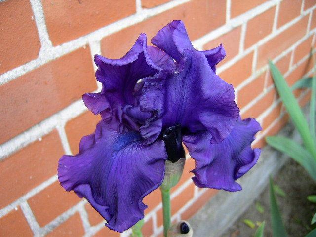 Photo of Tall Bearded Iris (Iris 'Titan's Glory') uploaded by Caruso