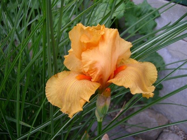Photo of Tall Bearded Iris (Iris 'Skyfire') uploaded by Caruso