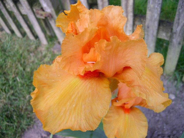 Photo of Tall Bearded Iris (Iris 'Spanish Fireball') uploaded by Caruso