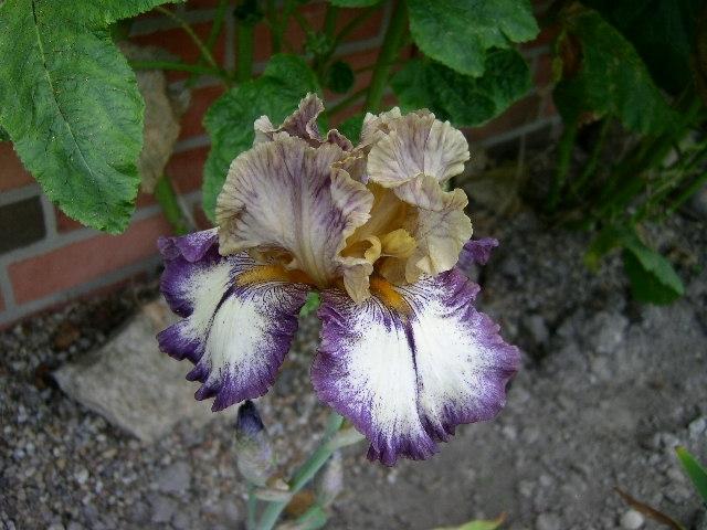 Photo of Tall Bearded Iris (Iris 'Point Made') uploaded by Caruso