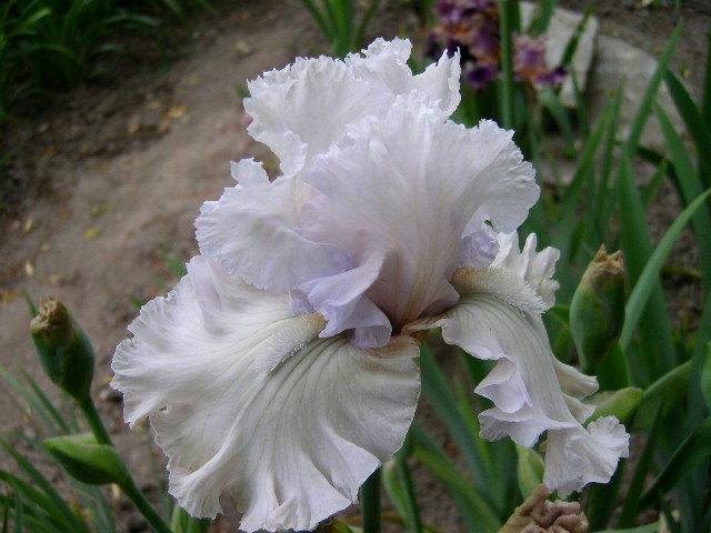 Photo of Tall Bearded Iris (Iris 'Venetian Glass') uploaded by Caruso