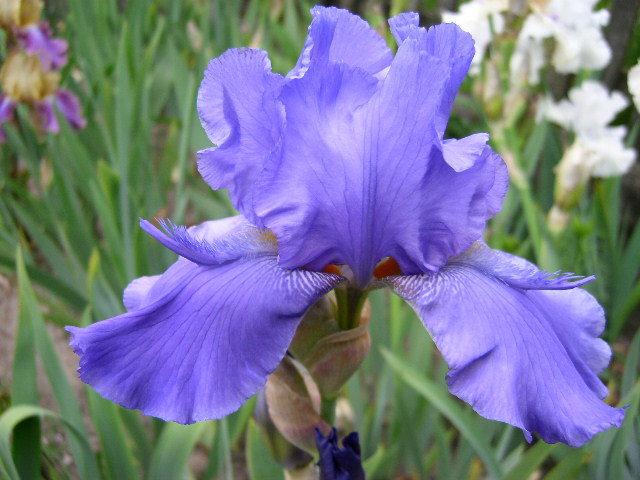 Photo of Tall Bearded Iris (Iris 'Special Feature') uploaded by Caruso