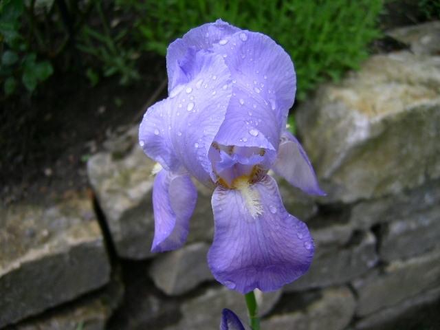 Photo of Species Iris (Iris pallida) uploaded by Caruso