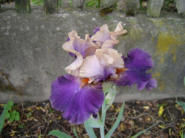 Photo of Tall Bearded Iris (Iris 'Super Dancer') uploaded by Caruso