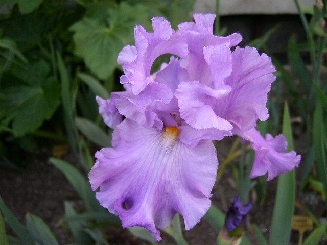 Photo of Tall Bearded Iris (Iris 'Ruffled Goddess') uploaded by Caruso