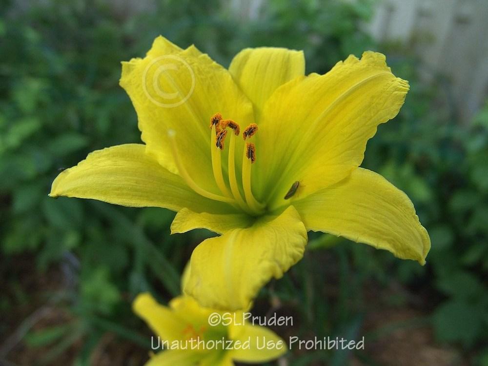 Photo of Daylily (Hemerocallis 'Green Flutter') uploaded by DaylilySLP