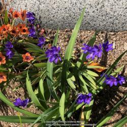 Location: Hamilton Square Garden, Historic City Cemetery, Sacramento CA.
Date: 2018-03-23
First sunny day so the flowers could fully open.