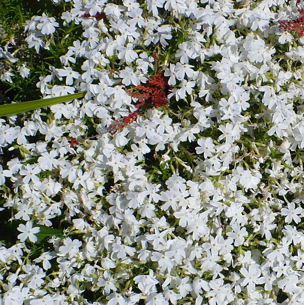 Photo of Moss Phlox (Phlox subulata 'White Delight') uploaded by HemNorth