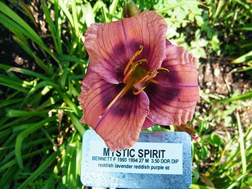 Photo of Daylily (Hemerocallis 'Mystic Spirit') uploaded by Joy