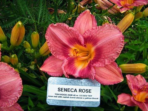 Photo of Daylily (Hemerocallis 'Seneca Rose') uploaded by Joy