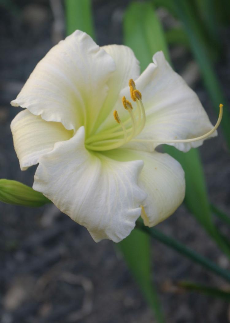 Photo of Daylily (Hemerocallis 'White and Nerdy') uploaded by Lyshack