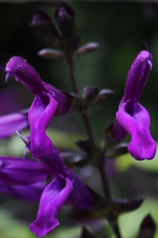 Photo of Sage (Salvia 'Purple Majesty') uploaded by RuuddeBlock