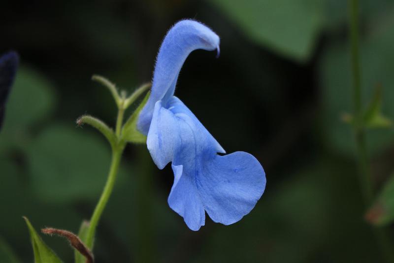 Photo of Gentian Sage (Salvia patens 'Cambridge Blue') uploaded by RuuddeBlock