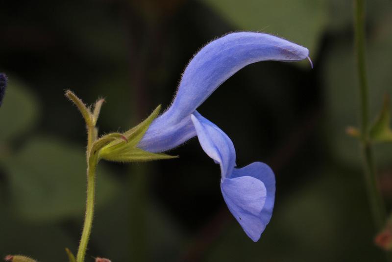 Photo of Gentian Sage (Salvia patens 'Cambridge Blue') uploaded by RuuddeBlock