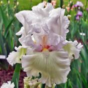An Old Photo From 2004: A Gorgeous Old Iris From James McWhirter 
