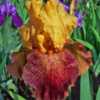 In My 2006 Iris Gardens. From My Old Photo Collection